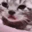 sadCat emote