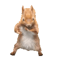 squirrelDance emote