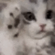 Kitty emote