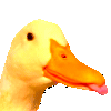 duckJAM emote