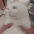 CatShake emote