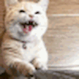 CatGetAttention emote