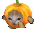 pumpkinCat emote