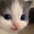 HEHE emote