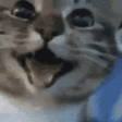 HappyCat emote