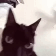 pepeMeltdown emote