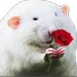 ratLov emote