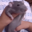 Ratjam BetterTTV - ratJAM by nikkos01
