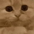 PLEASE emote