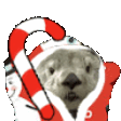 Katcane emote