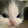 NOTHEHE emote