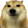 StareDawg