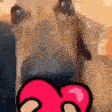 dogL emote
