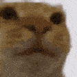 catStare emote