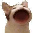 popCat emote