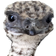stompyWeird
