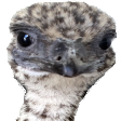 stompyWeird emote