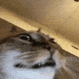 HeCrazy emote