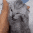THEVOICES emote