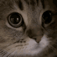MEOW emote