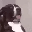 Bruh emote