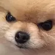Madge emote