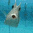 FishKiss emote