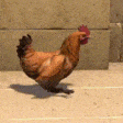 Chicken emote