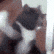 CATATTACK emote