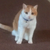 Postthiscat