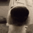 SNIFF emote