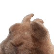 VIBE emote