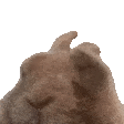 bunnyJAM emote