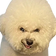 DOGGED