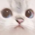 WeirdCat emote