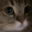 :Meow: