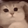 FeelsWowMan emote