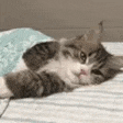 catBedge emote