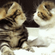 TeAmo emote