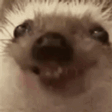 Tasty emote