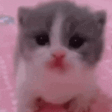 ScaredieCat emote
