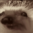 notTasty emote