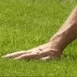 TouchGrass emote