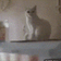 CatHand