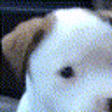 Woof emote