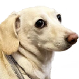 bitFruity emote