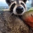 SNIFFA emote