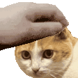 PETTHEGENGIBRE emote