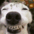 DogLookingSussyAndHappy emote
