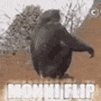 catJAM emote